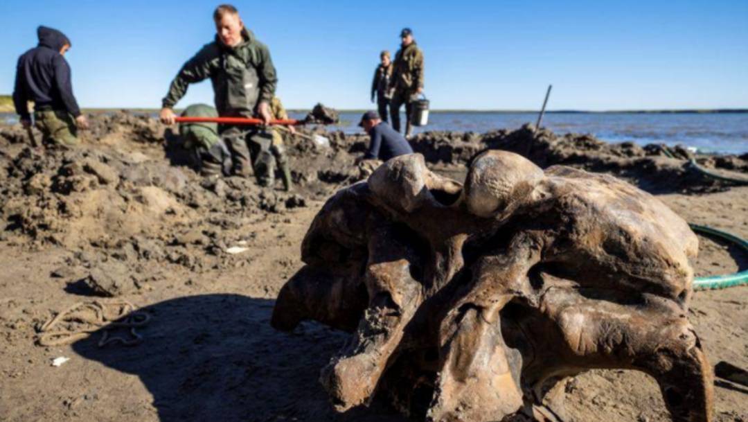 Los restos de un mamut en extraordinario estado de conservación fueron encontrados en un lago de la península de Yamal, en Rusia. Científicos calculan tendría al menos 10 mil años de antigüedad