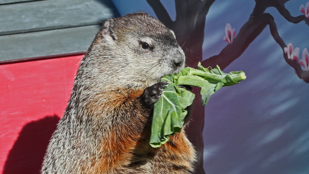 Marmota comiendo en EEUU; alertan sobre peste bubónica