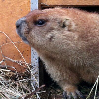 Rusia impide caza de marmotas tras alerta de peste bubónica