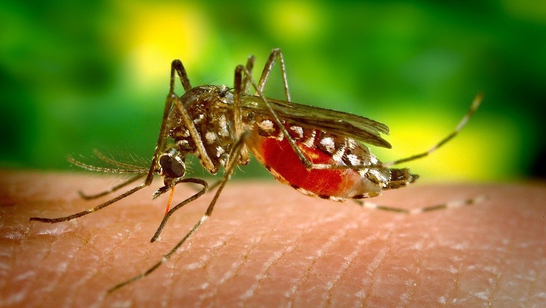 Mosquitos No Transmiten Coronavirus, según Estudio