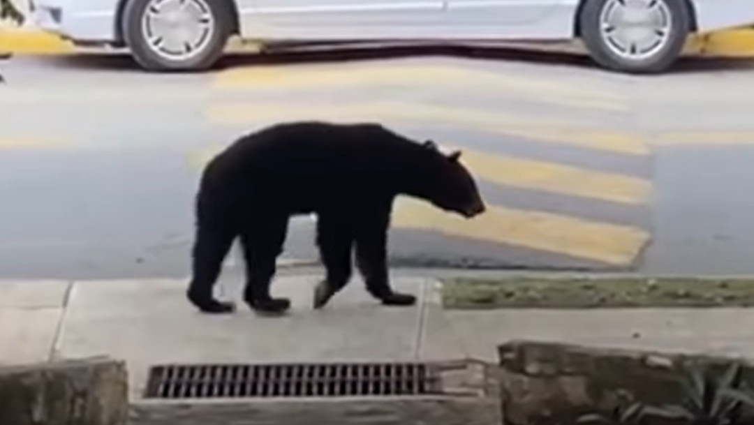 oso, Monterrey, captura de pantalla