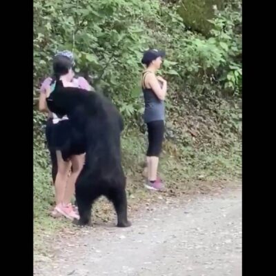 Video: Excursionistas se salvan de ataque de oso negro en Nuevo León