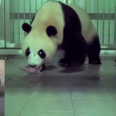 Panda gigante chino da a luz en zoológico de Corea del Sur