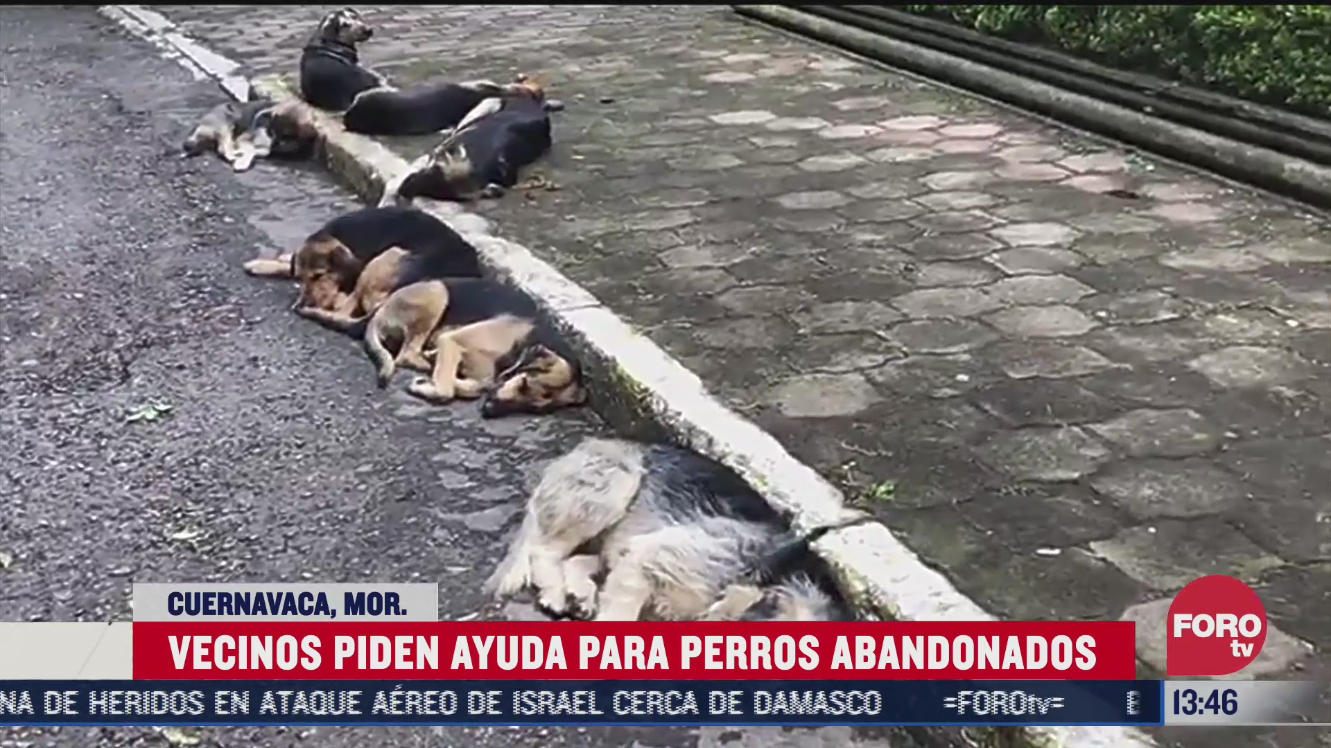 perros abandonados por sus duenos viven en calles de cuernavaca morelos