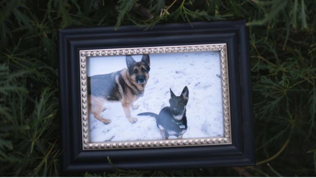 Perros Buddy y Duke; Buddy murió de coronavirus