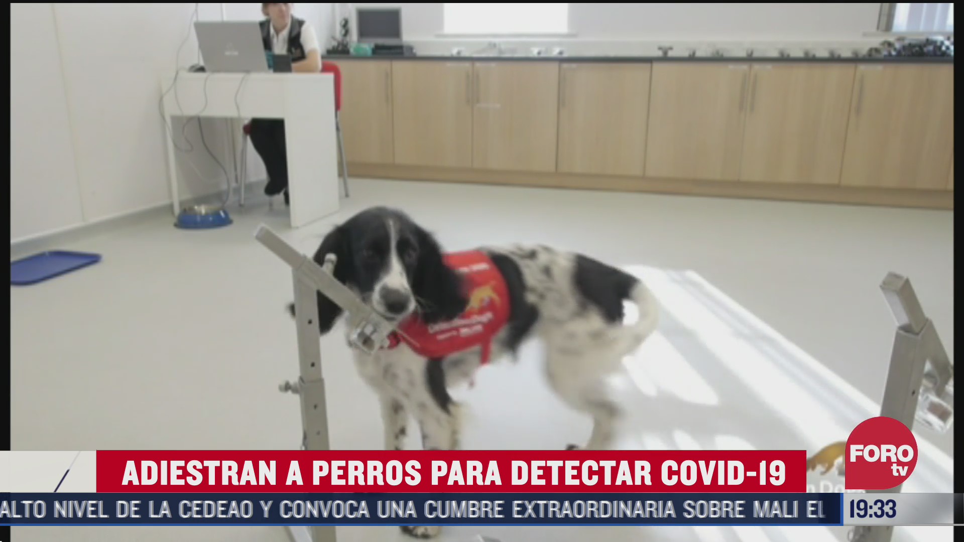 Perros, capaces de detectar personas contagiadas de COVID-19