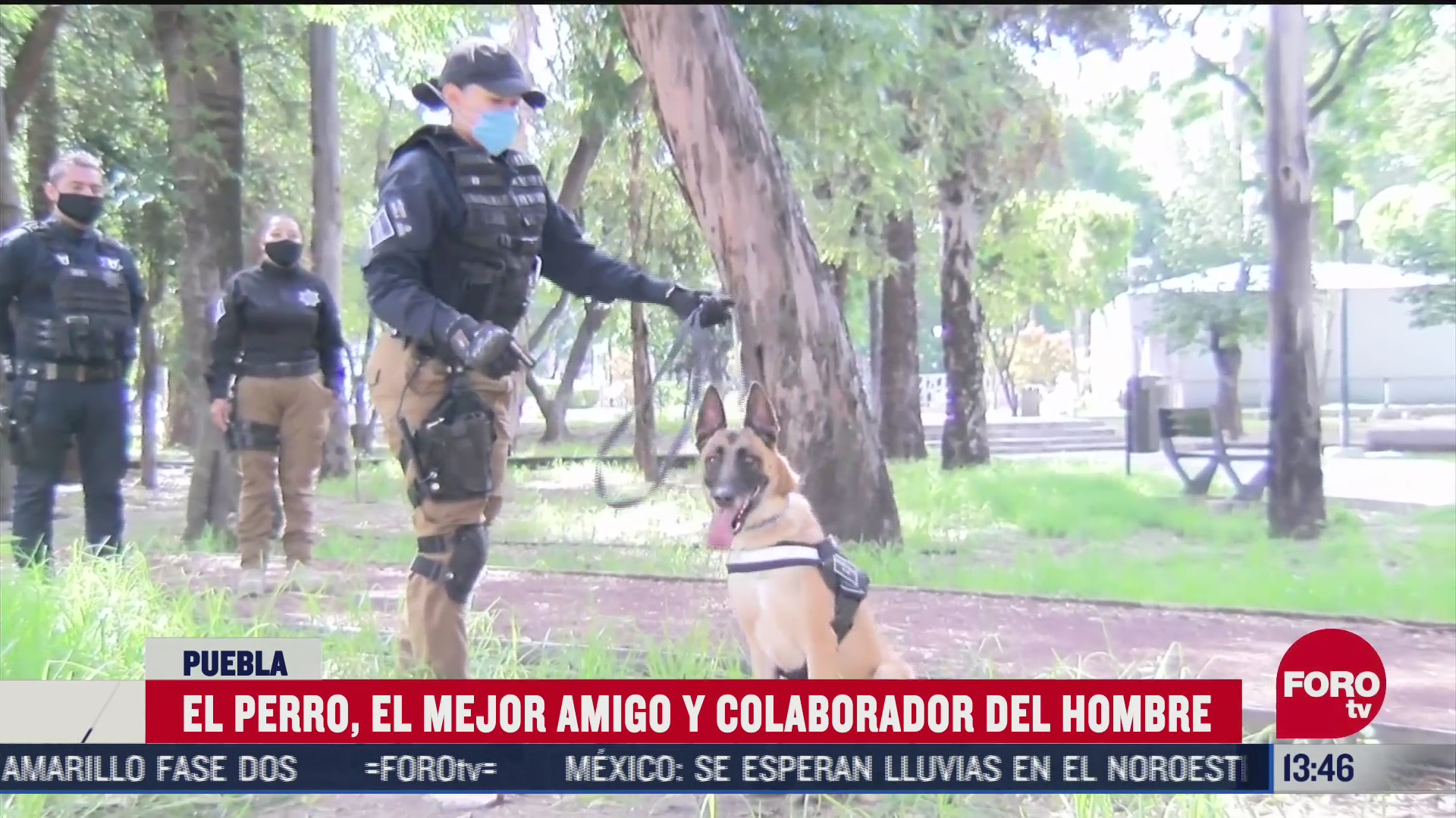 perros forman parte de equipos de trabajo de la policia