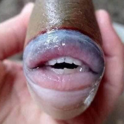 Fotos: Inquietan imágenes de un pez con labios y dientes de humano