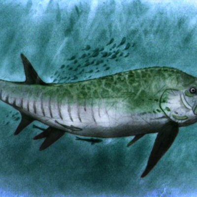 Encuentran fósil de pez gigante que convivió con dinosaurios hace 70 millones de años