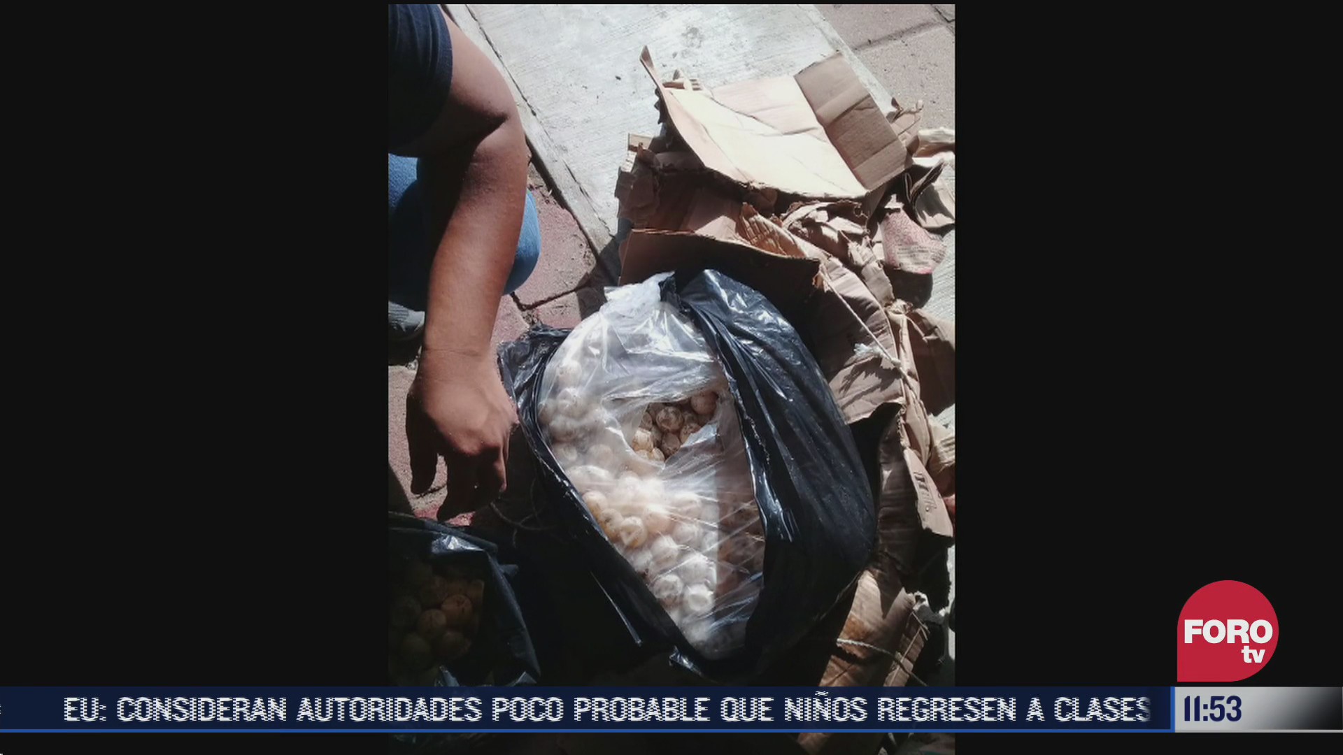 FOTO: 18 de julio 2020, recuperan 3 mil huevos de tortuga destinados al comercio ilegal en chiapas