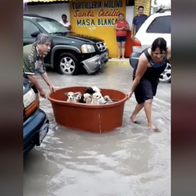 Video: Pareja pierde todo por el huracán Hanna pero salva a sus 7 perritos