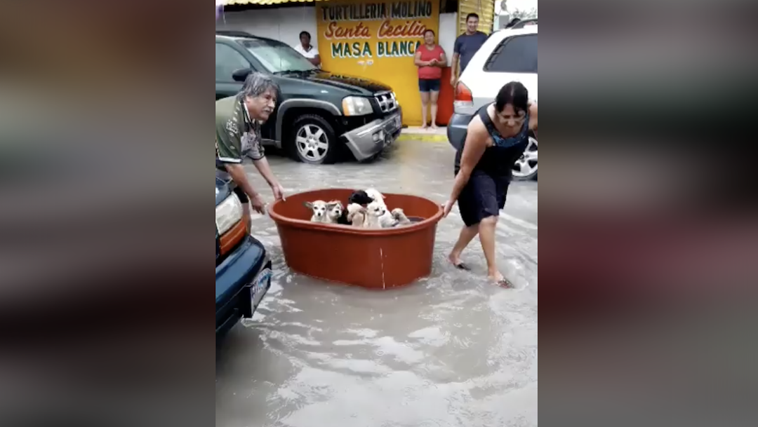 Rescate Perros Huracán Hanna, Reynosa, Video