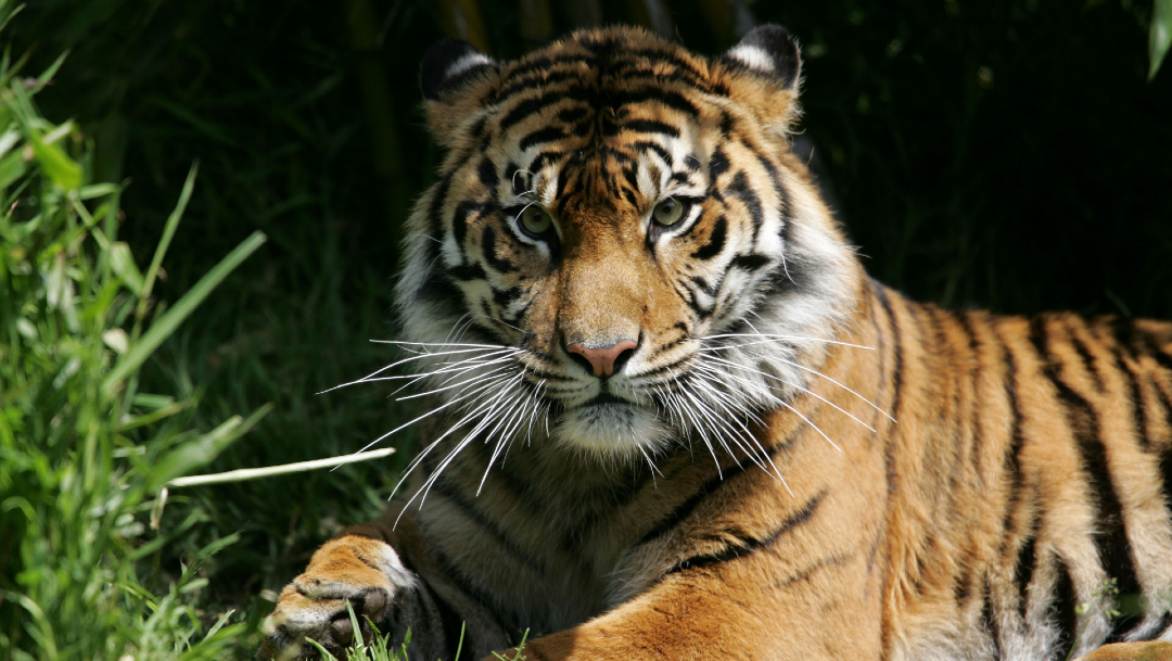 Los tigres salvajes son muy apreciados en países como China, donde son empleados en la elaboración de medicinas tradicionales, y su tráfico ilegal en Asia es una de las mayores amenazas para la preservación de la especie