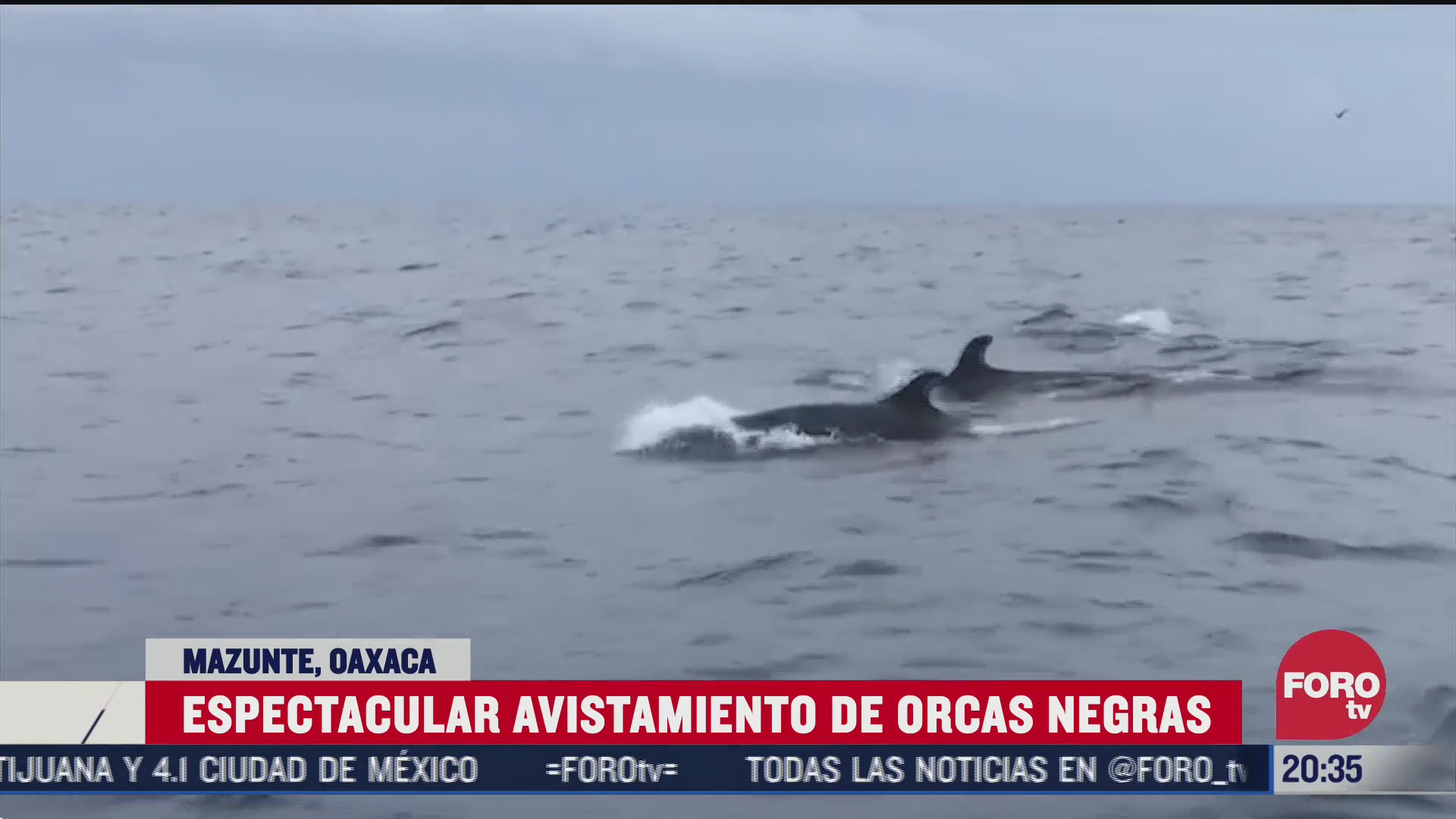 avistamiento de orcas negras en Mazunte, Oaxaca