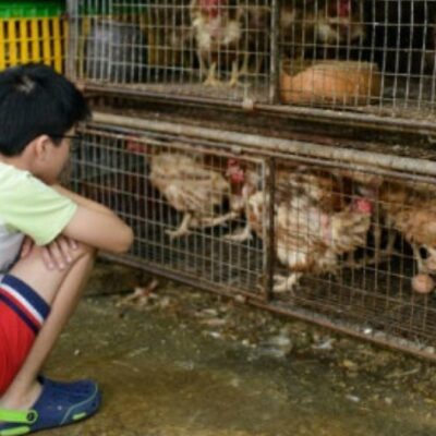 China prohibe comercio y sacrificio de aves vivas en mercados