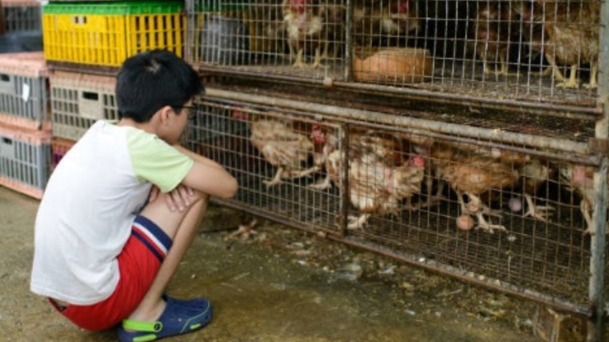 China-restringe-comercio-y-sacrificio-de-aves-vivas