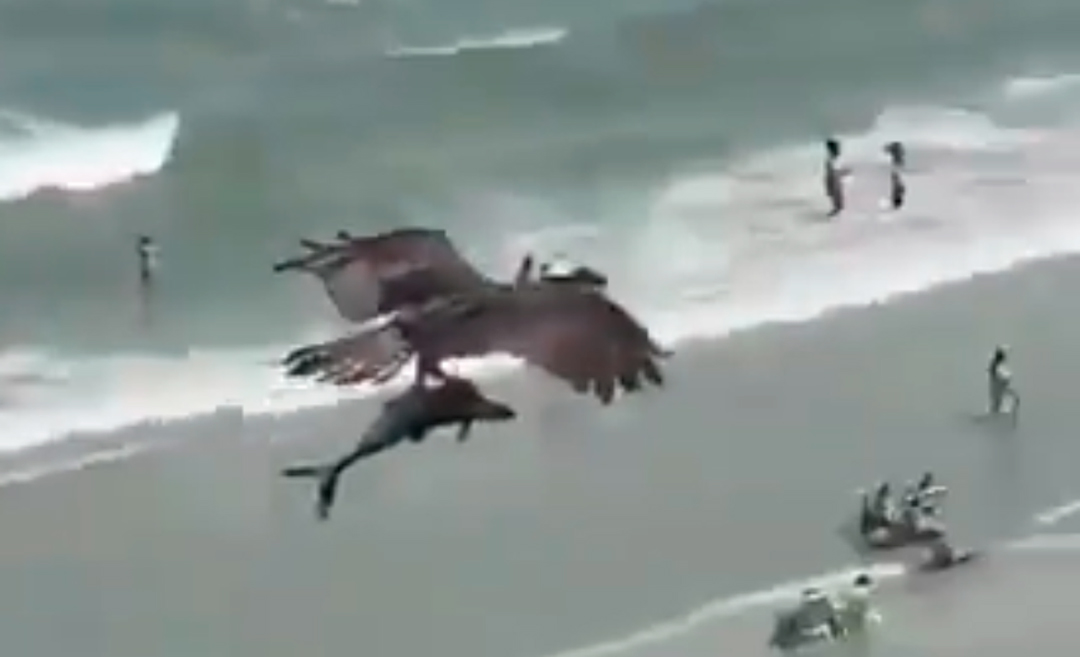 águila caza a un tiburón en playa de Estados Unidos, captura