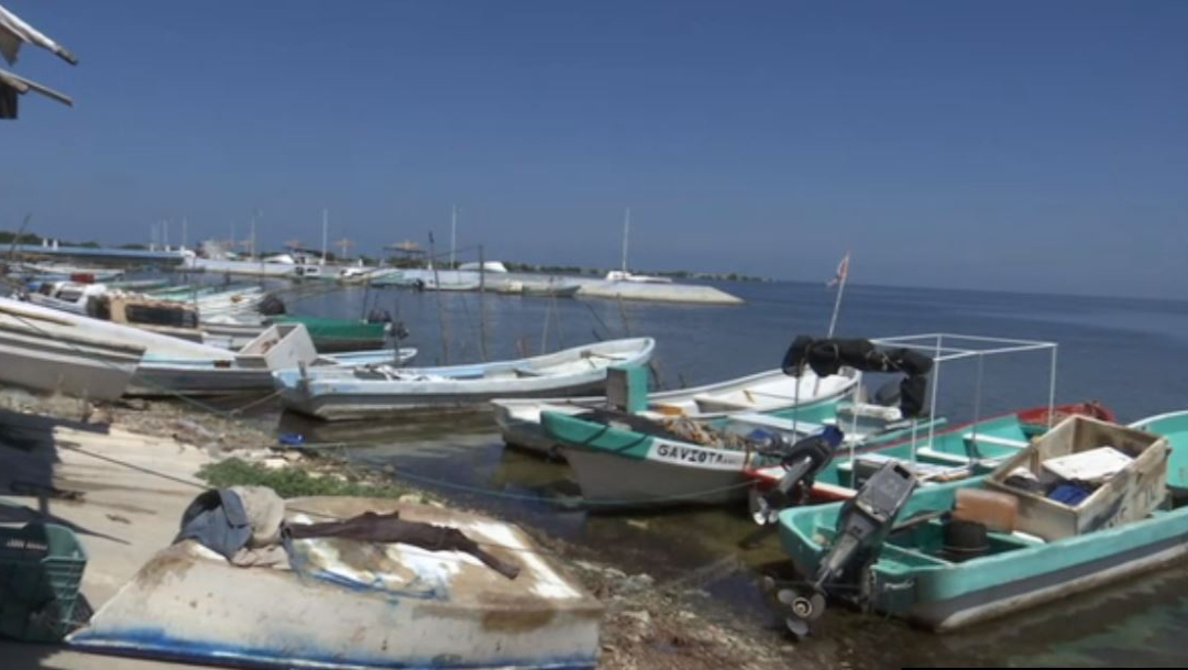 Inicia la veda del caracol en Campeche; embarcaciones paran labores