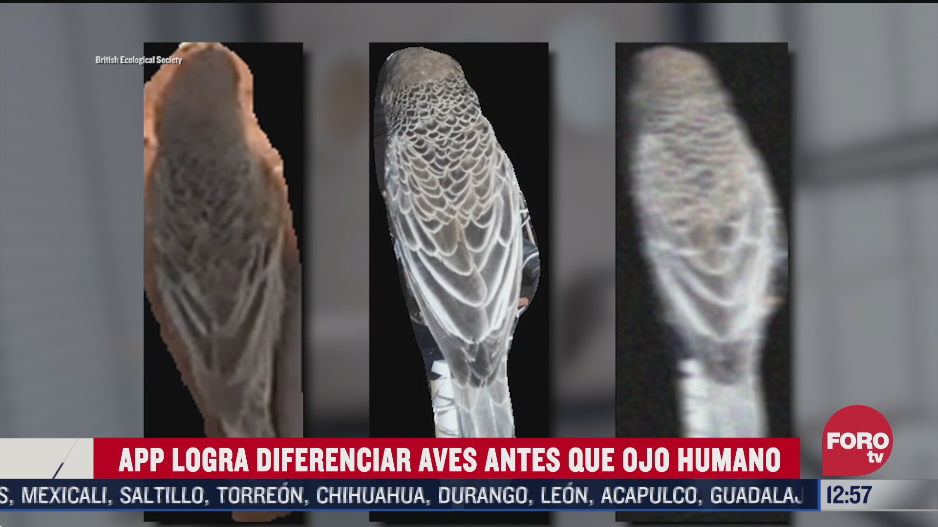 aplicacion logra diferenciar aves antes que ojo humano