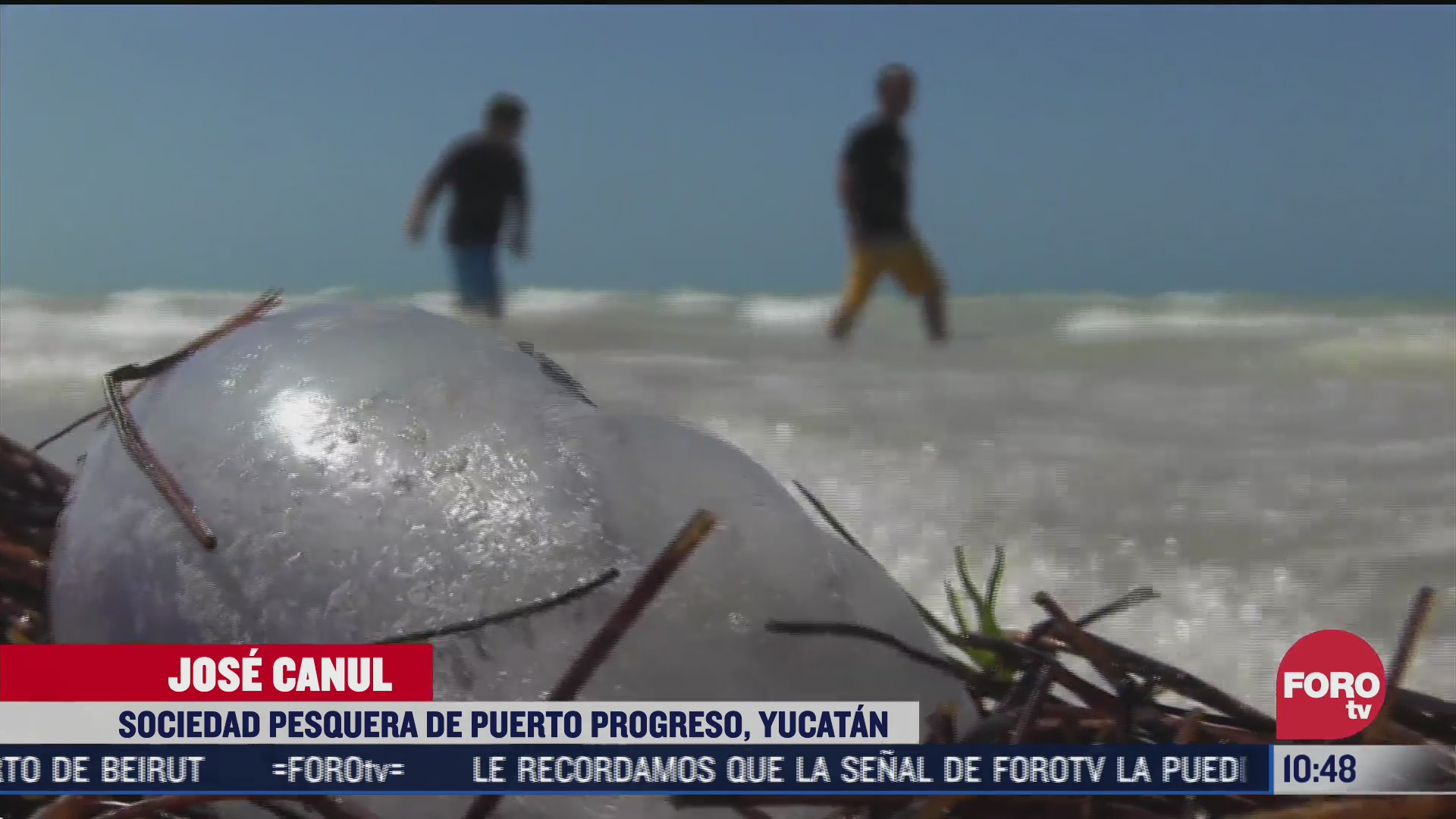 arriban medusas a la costa de yucatan
