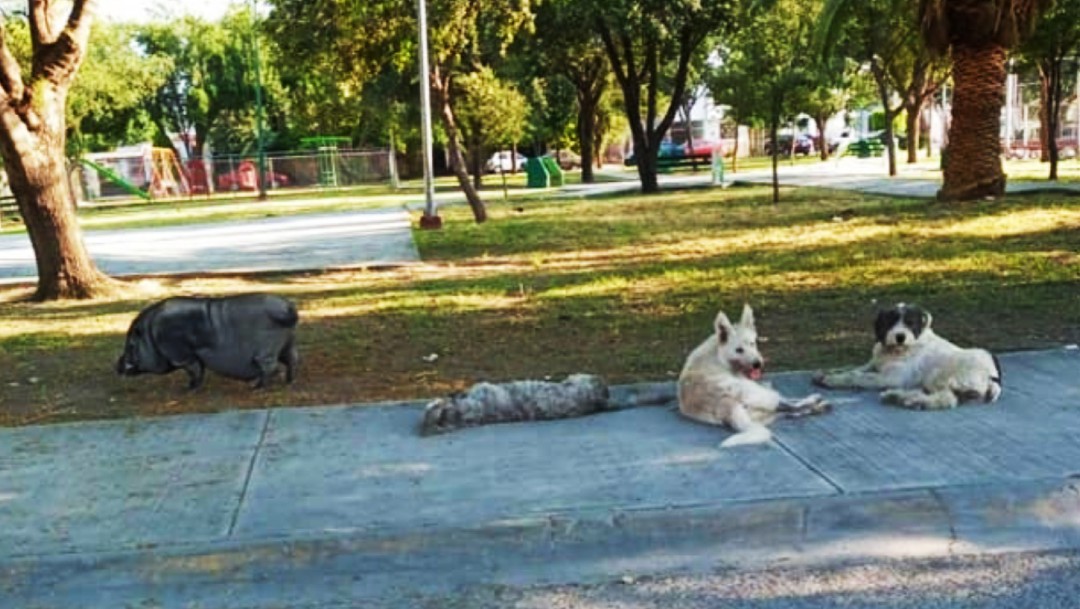 Captan a cerdo vietnamita con perritos en un parque de Apodaca, NL