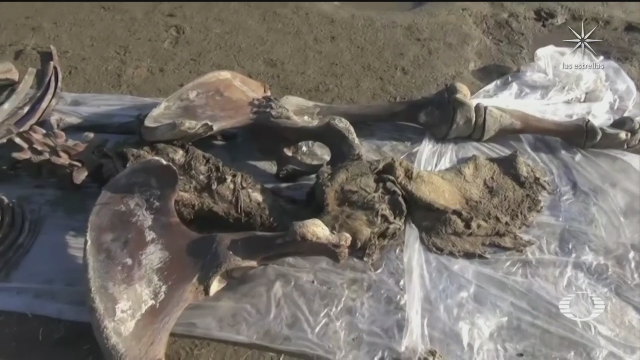 cientificos rusos encuentran huesos de mamut lanudo de hace 10 mil anos