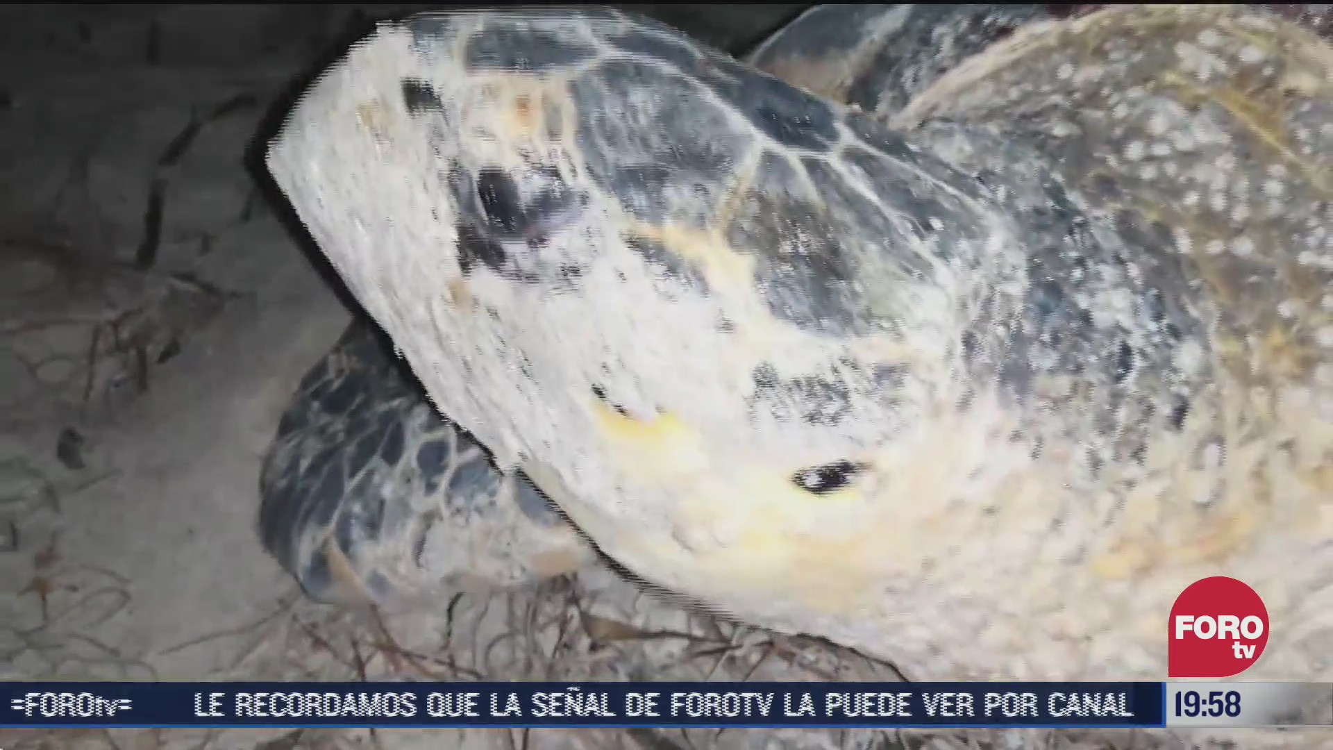 detectan mas de 7 mil nidos de tortugas en campeche
