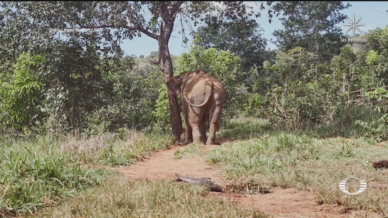 elefante asiatica es trasladada a un santuario en brasil