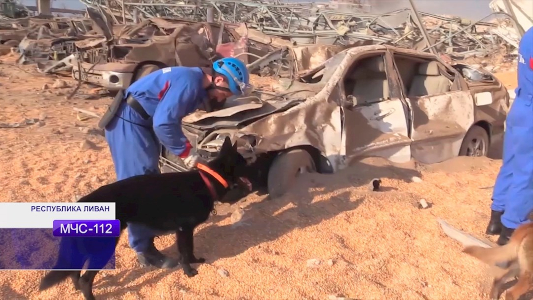 Un perro participa en la búsqueda de cuerpos y sobrevivientes entre las ruinas de las explosiones en Beirut