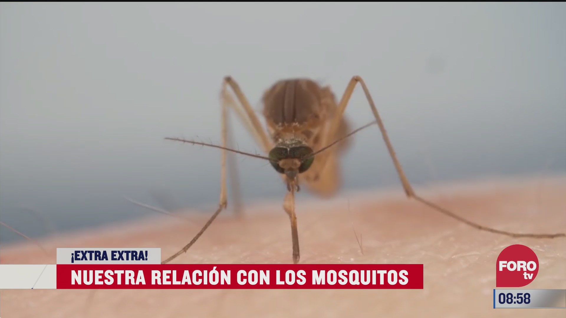 extra extra nuestra relacion con los mosquitos
