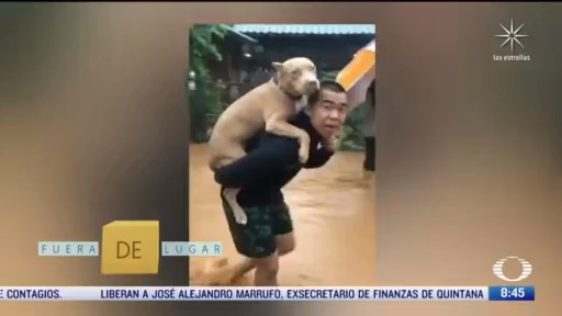 fuera de lugar soldado rescata a perro de inundaciones en tailandia