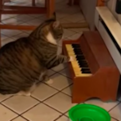 Video: Gato aprende a tocar el piano para avisar cuando tiene hambre y se vuelve viral
