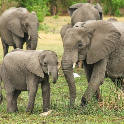 Gracias a la pandemia, hay un 'baby boom' de elefantes en Kenia