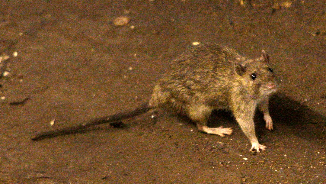 Imagen de una rata en el piso de tierra