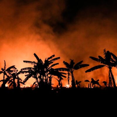 Incendios forestales de 2020 podrían ser peores que en 2019, advierte WWF