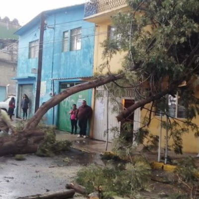 Lluvia y vientos dejan afectaciones en CDMX, entre ellas árboles caídos