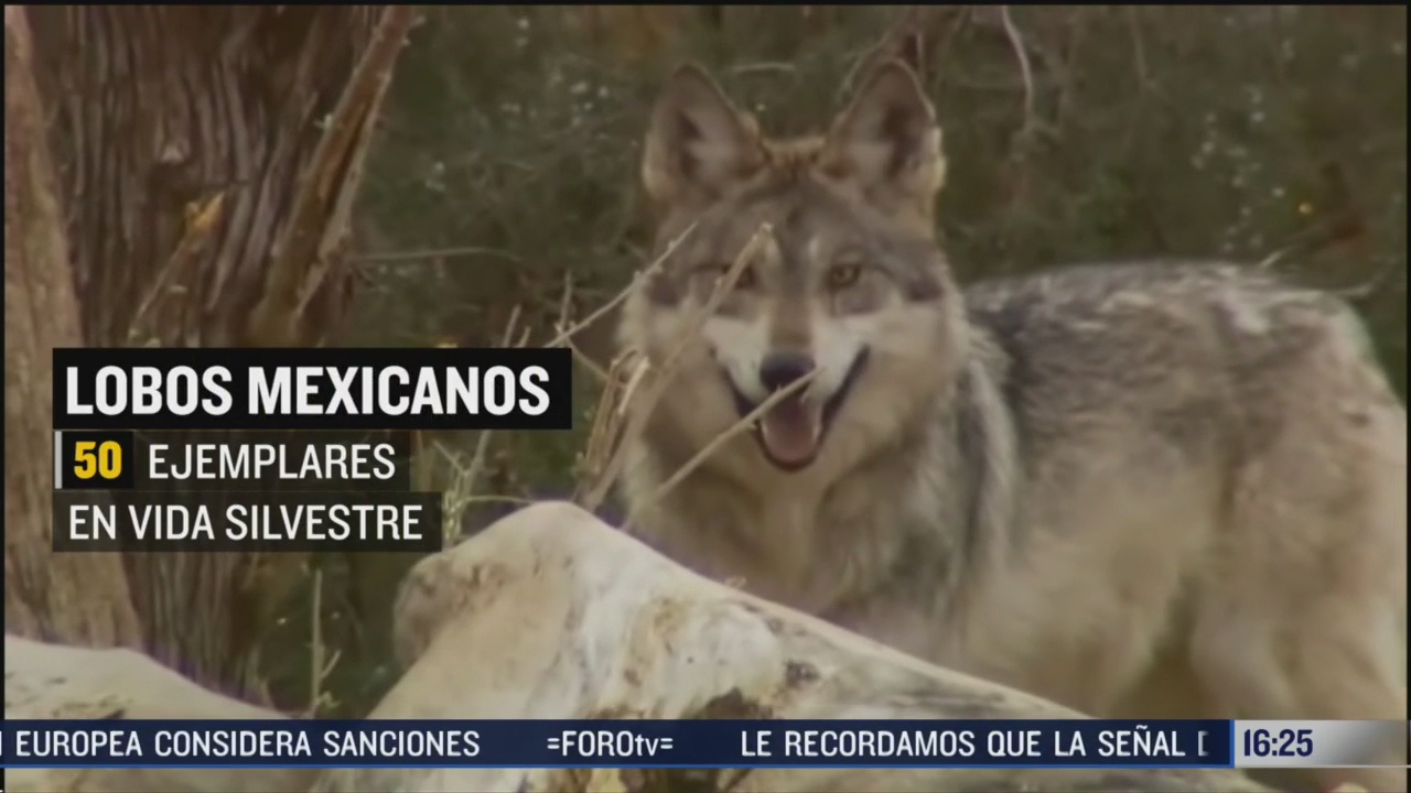 lobo mexicano una especie en peligro de extincion