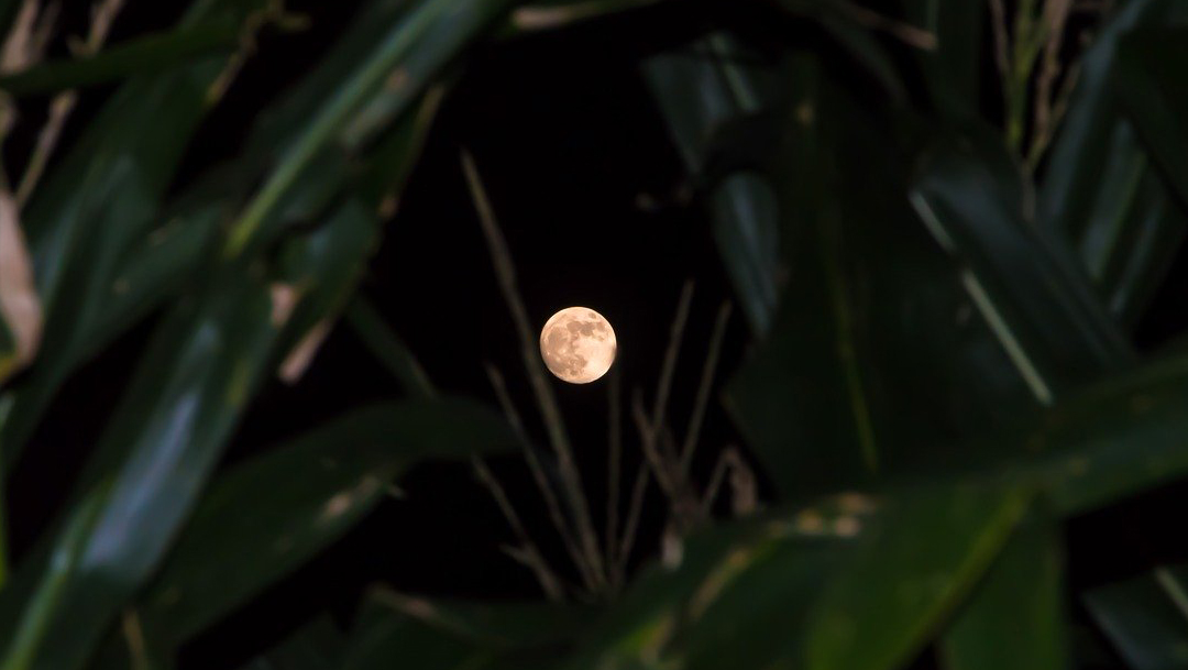 La luna de maíz es uno de los fenómenos astronómicos de septiembre de 2020 que no se querrán perder