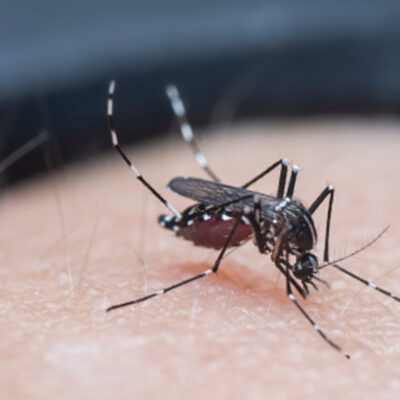 ¿Pueden los mosquitos y las garrapatas propagar el coronavirus?