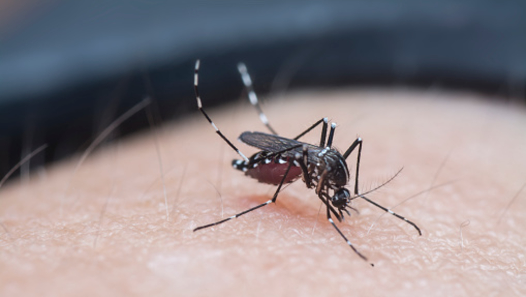 La malaria es una enfermedad transmitida por la picadura de mosquitos del género Anopheles