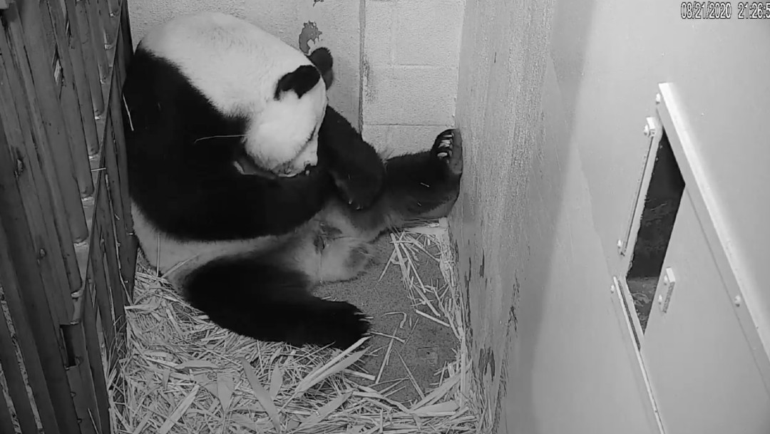 Mei Xiang , la panda gigante del Zoológico de Washington, da a luz a una cría
