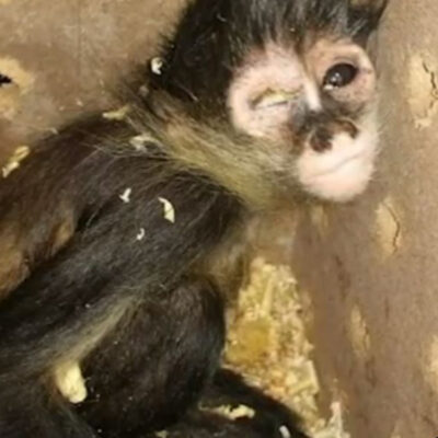 Rescatan en Ciudad Juárez a mono araña enviado por paquetería