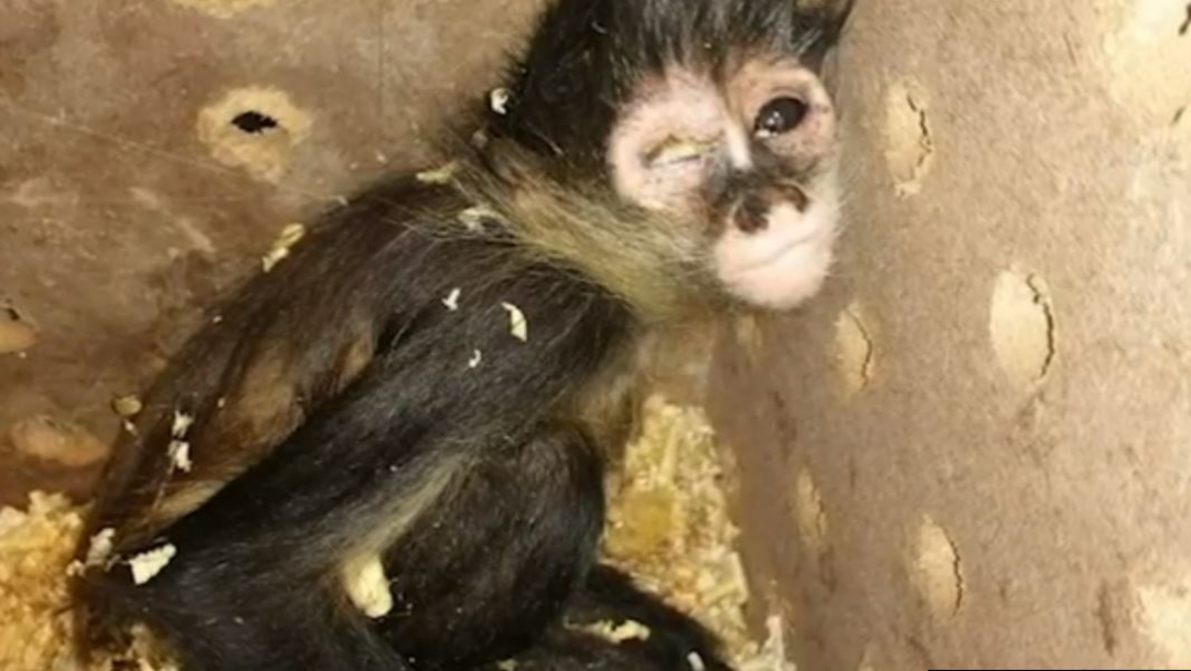 Rescatan en Ciudad Juárez a mono araña enviado por paquetería