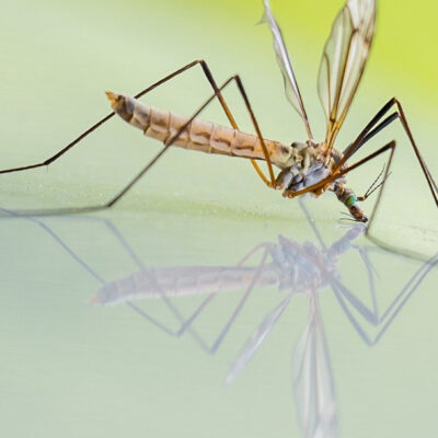 Mosquitos genéticamente modificados serán liberados en Florida