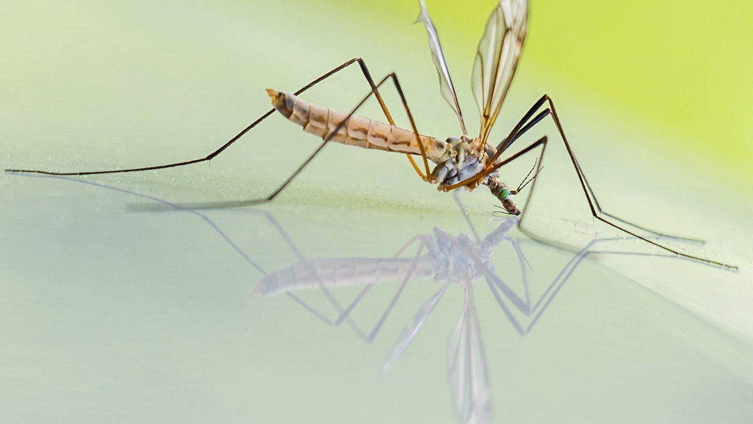 Estos millones de mosquitos genéricamente modificados serán liberados en Florida para combatir enfermedades como el dengue o el zika