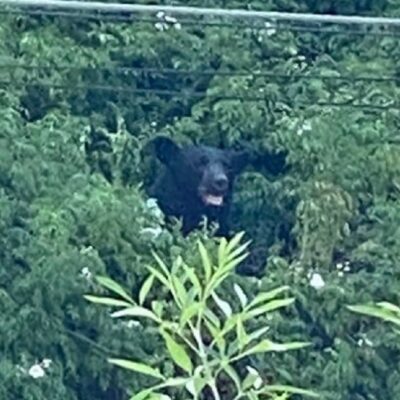 Captan a otro oso negro en calles de San Pedro, Nuevo León