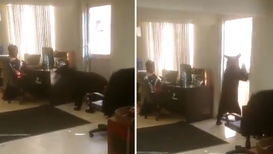 Oso negro entra a una oficina de nuevo león y se hace viral en redes sociales