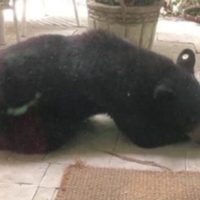 Profepa investigará castración del oso negro de Nuevo León