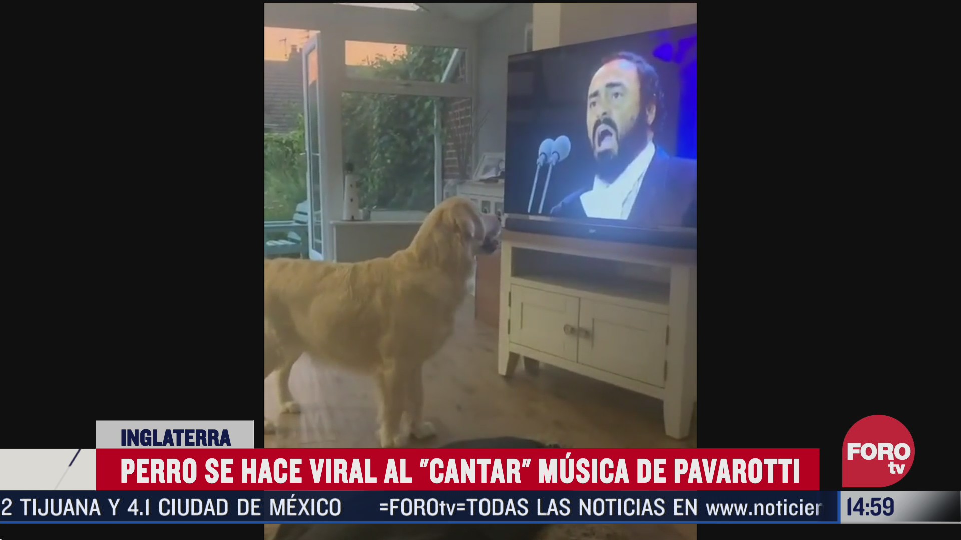 perrito canta al ritmo de pavarotti