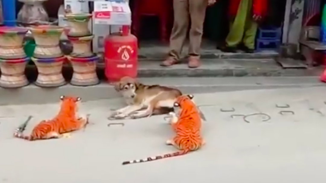 Tigres de peluche asustan a un perro